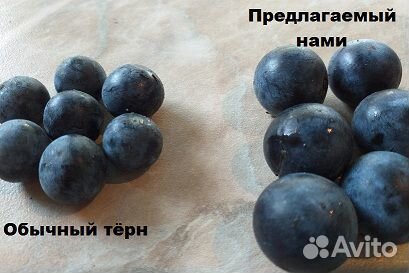 Семена овощей лекарственных плодовых растений