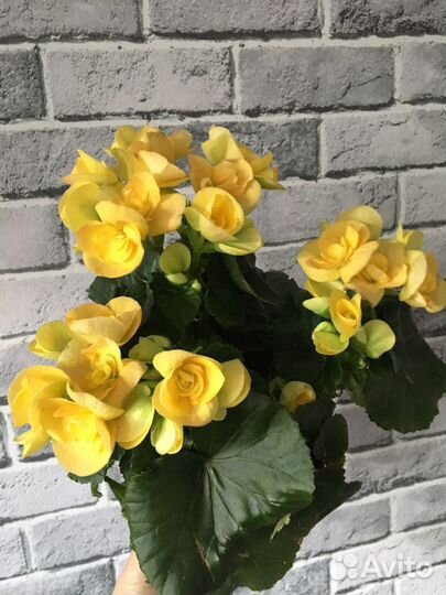 Бегонии элатиор черенки