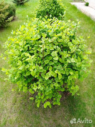 Жасмин чубушник