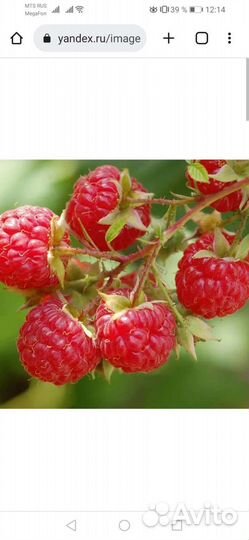 Земляника, малина