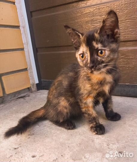 Котята девочки в дар