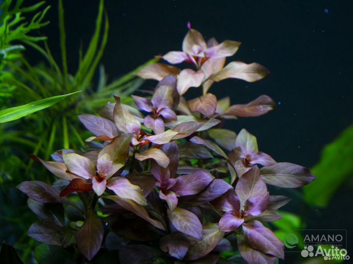 Буцефаландры, акв растения, мхи, коряги и мн др