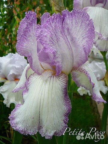 Ирисы сортовые