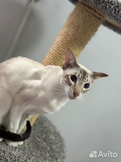 Передержка кошек грызунов рептилий Груминг