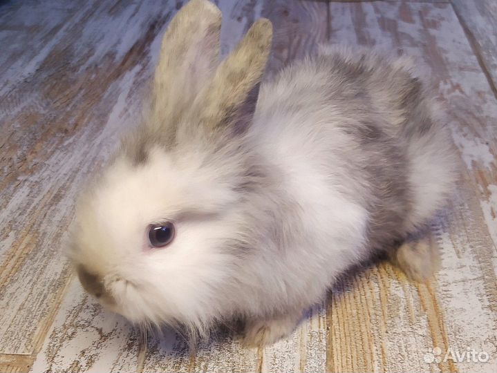Декоративный крольчонок