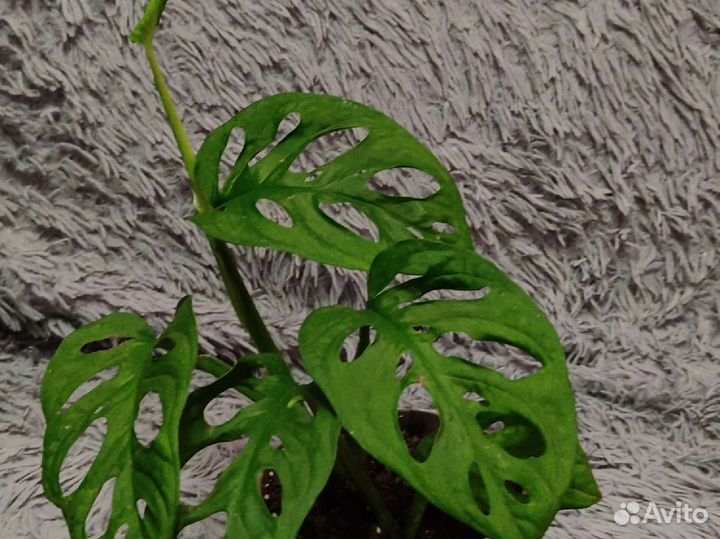 Комнатный цветок Монстера