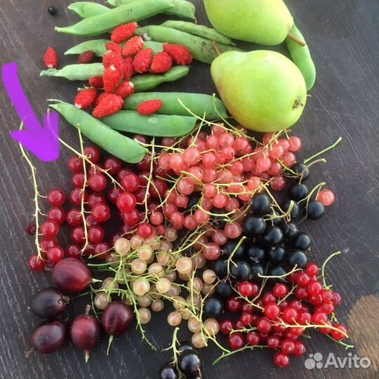 Горец сахалинский, или с.гречиха