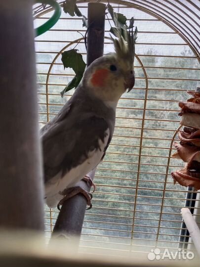 Попугай корелла с клеткой