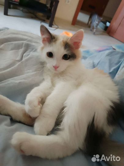 Кошка в дар бесплатно