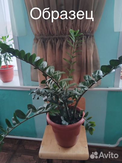 Замиокулькас