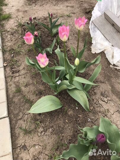 Тюльпаны