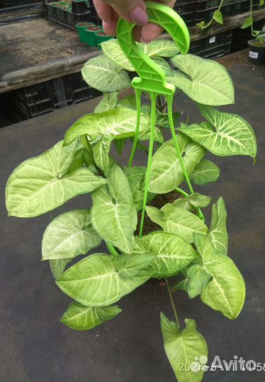 Сингониум Батерфляй