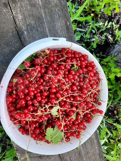 Участок 10 сот. (СНТ, ДНП)