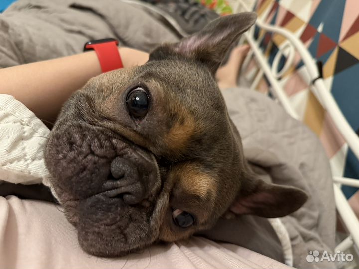 Вязка собак французский бульдог