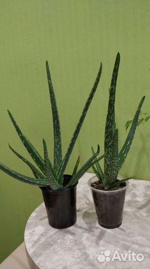 Денежное дерево, алой,фикус, фиалка