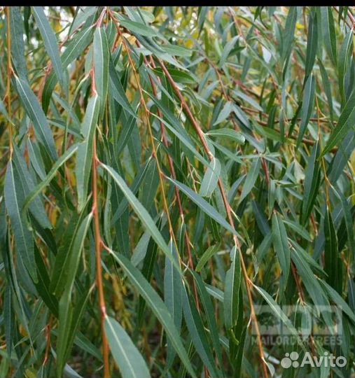 Ива плакучая желтокорая