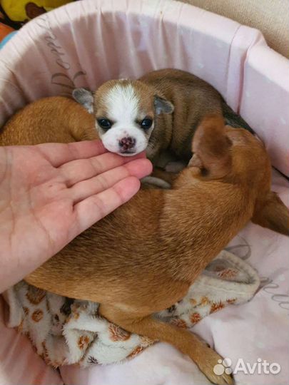 Щенки чихуахуа мини