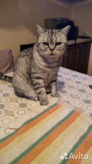 Кот британец