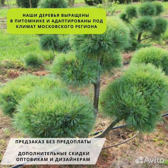 Сосна веймутова Radiata