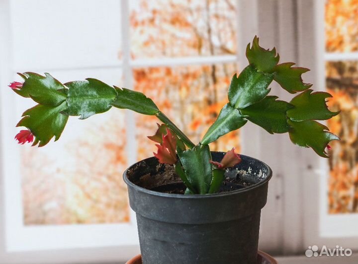 Зигокактус Шлюмбергера (Декабрист)