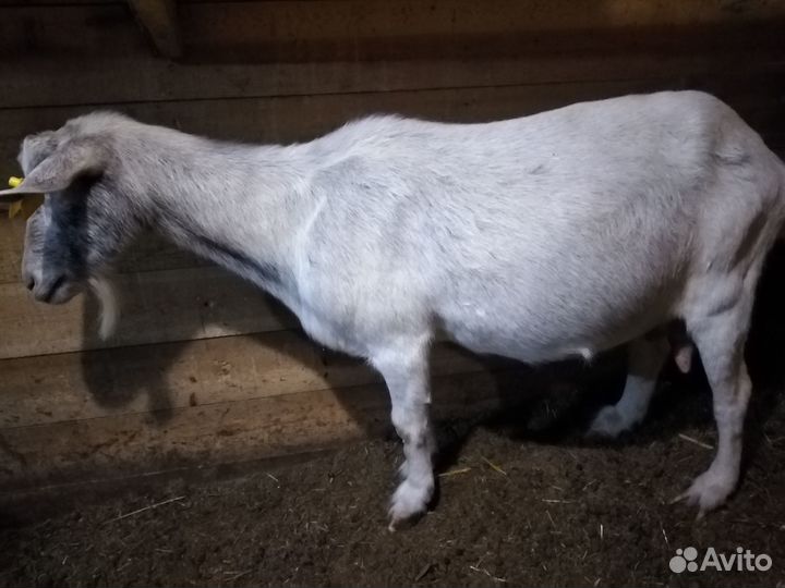 Продам дойных коз, козлят и племенного козла