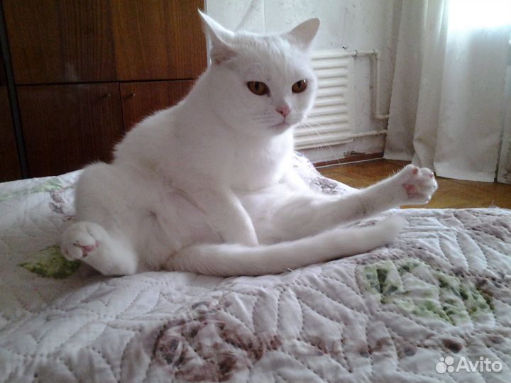 Отдам кошку в добрые руки