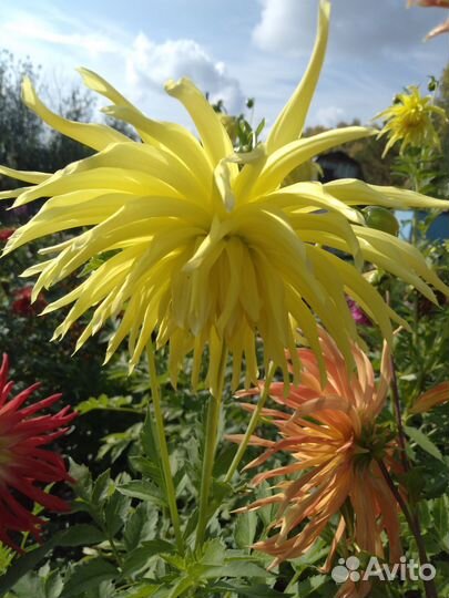 Георгины клубни