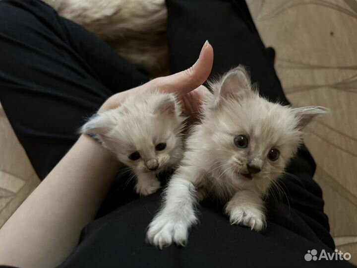 Котята курильский бобтейл