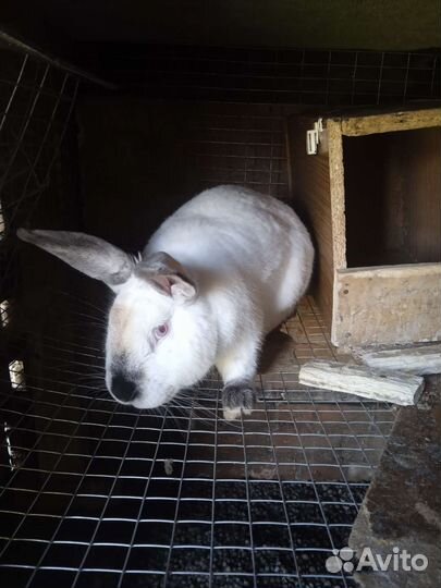 Кролики Калифорния и Обычные