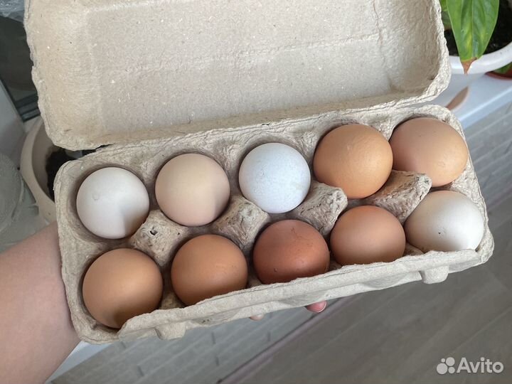 Куры цыплята яйца