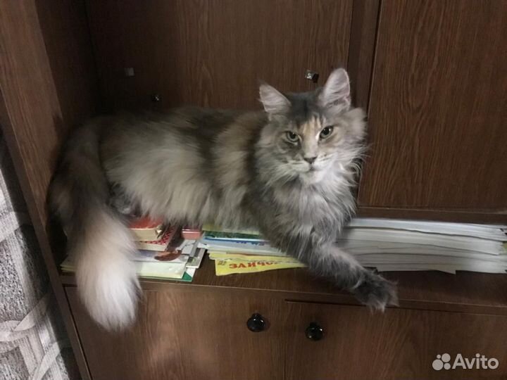 Кошка Мейн-кун