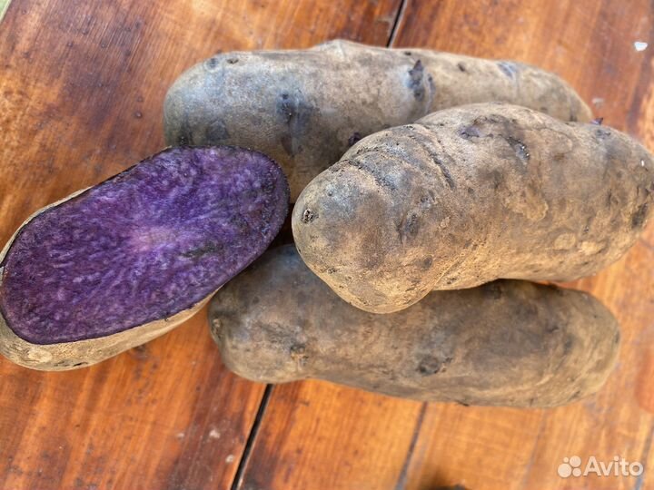 Картофель фиолетовый