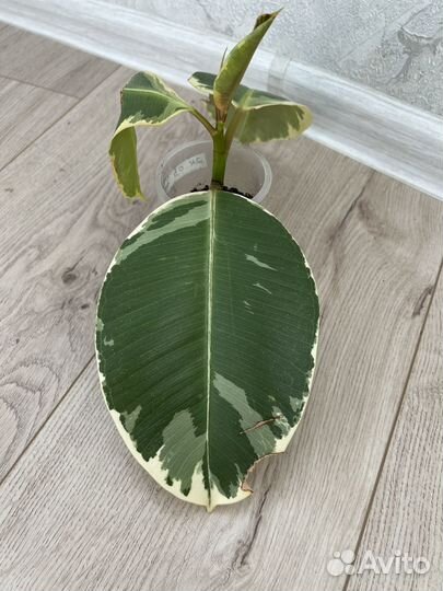 Фикус тинеке