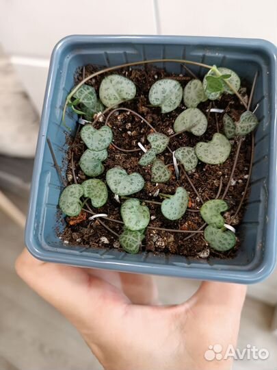 Циропегия Вуда Вариегатная и простая