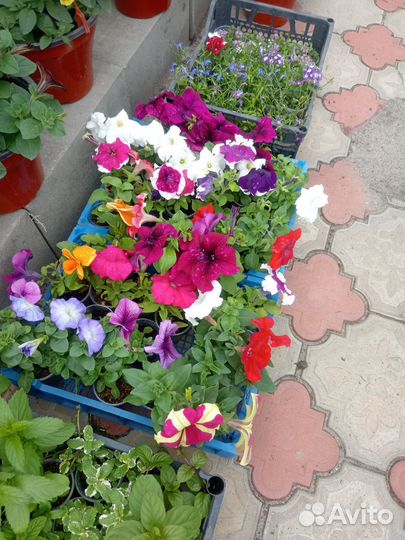 Рассада цветов