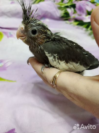 Попугай корелла птенец