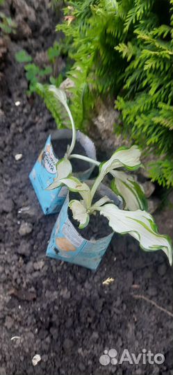 Хосты белые