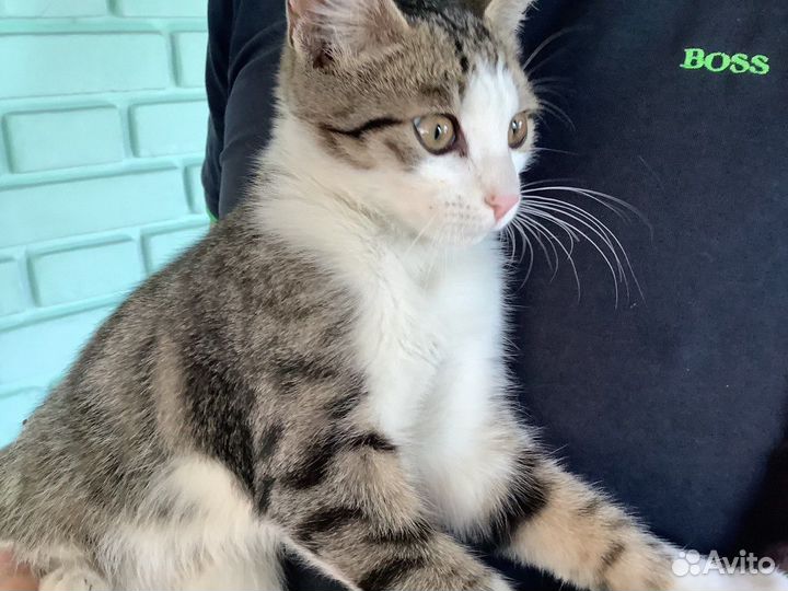 Кошки бесплатно