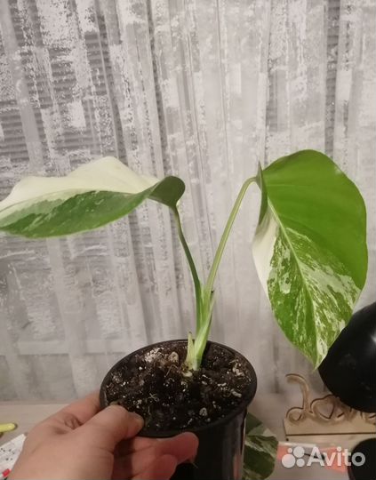 Монстера вариегатная Альба