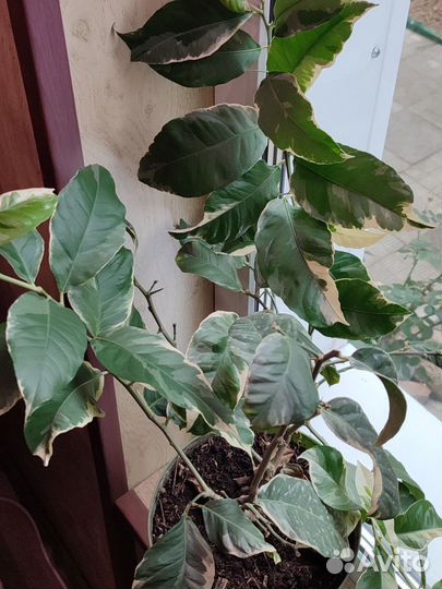 Лимон плодоносящий