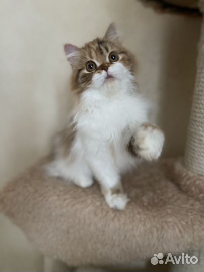 Хайленд страйт