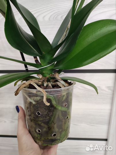 Орхидея фаленопсис