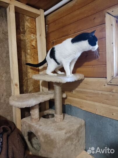 Кот из Приюта