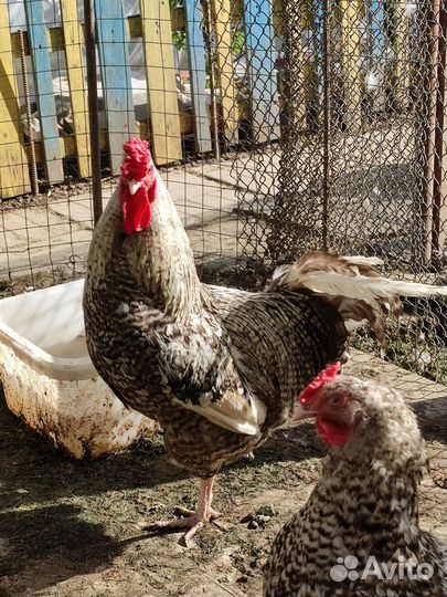 Петух молодой