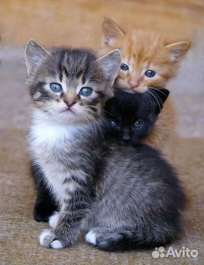Котята в добрые руки бесплатно