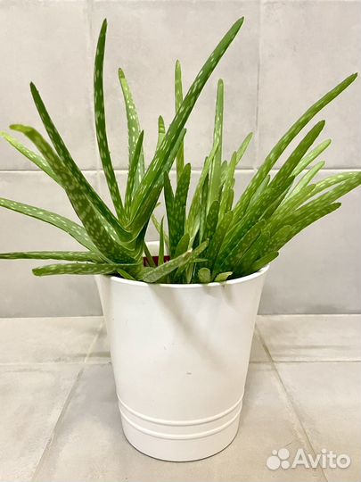 Алоэ вера растение