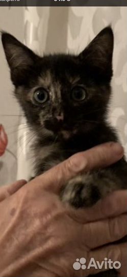 Котята в добрые руки даром