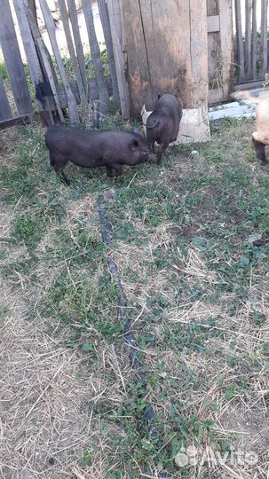 Вьетнамские поросята