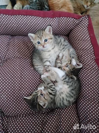 Продам Шотландских котят