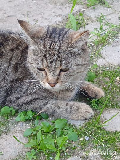 Красивая кошечка